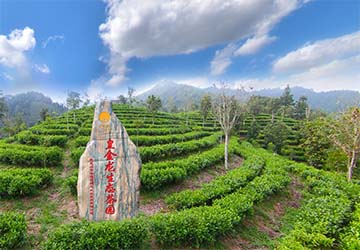 武夷山松溪皇金龙生态茶园